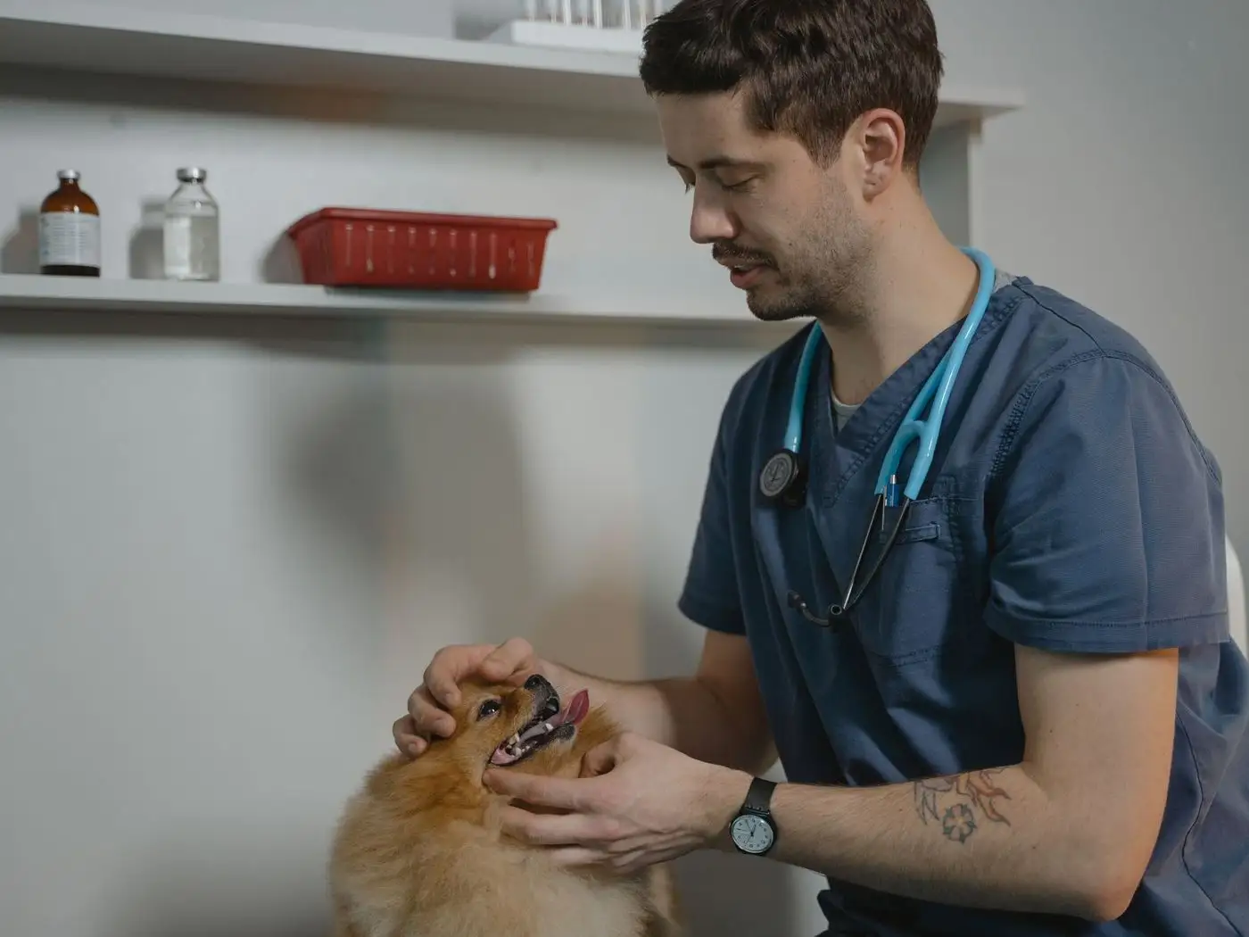 Groomer brushing a calm golden retriever on a grooming table in a bright pet salon