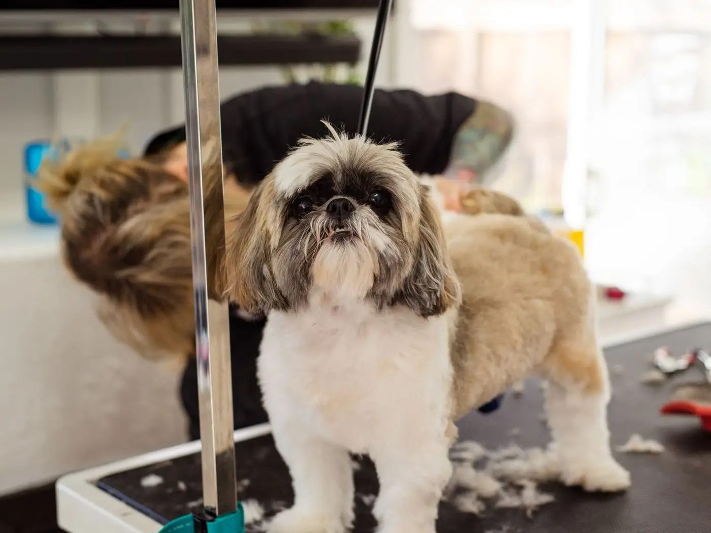 Groomer brushing a calm golden retriever on a grooming table in a bright pet salon